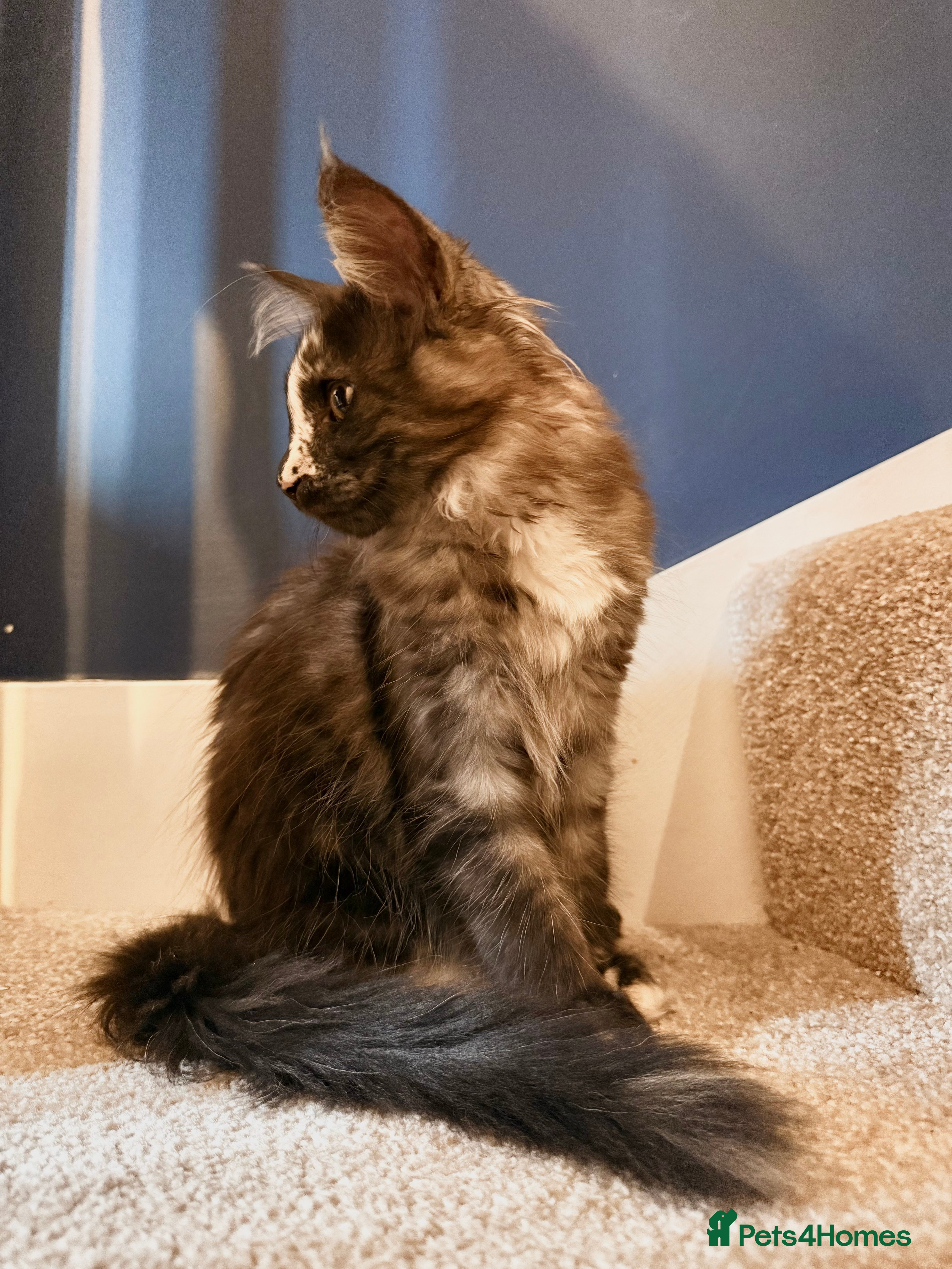 Maine Coon cats Beautiful Maine Coon Kittens ready now - Advert 8