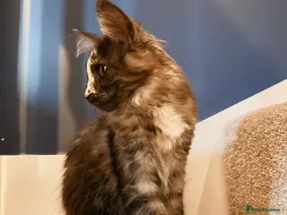 Maine Coon cats Beautiful Maine Coon Kittens ready now - Advert 9