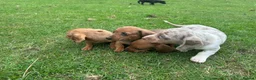 Dachshund dogs for sale: Dachshund puppies stunning red dapple   in Whitby - Advert 10