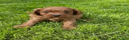 Cavapoo dogs for sale: Deep red cavpoo girls - Advert 14