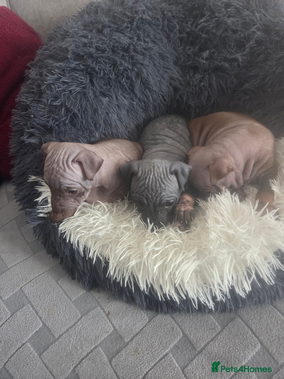 Mexican Hairless dogs for sale: American hairless terrier - Advert 9