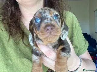 Miniature Dachshund dogs 🐶 READY TODAY 🐶 £1,800 - Advert 1
