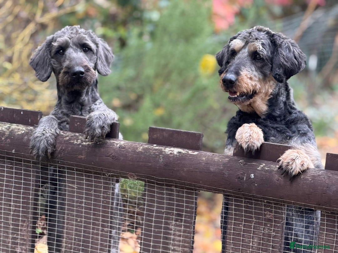 Labradoodle dogs for sale: Female labradoodle  - Advert 5