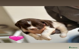 English Springer Spaniel dogs for sale: Traditional English Springer Spaniel Puppies - Image 7