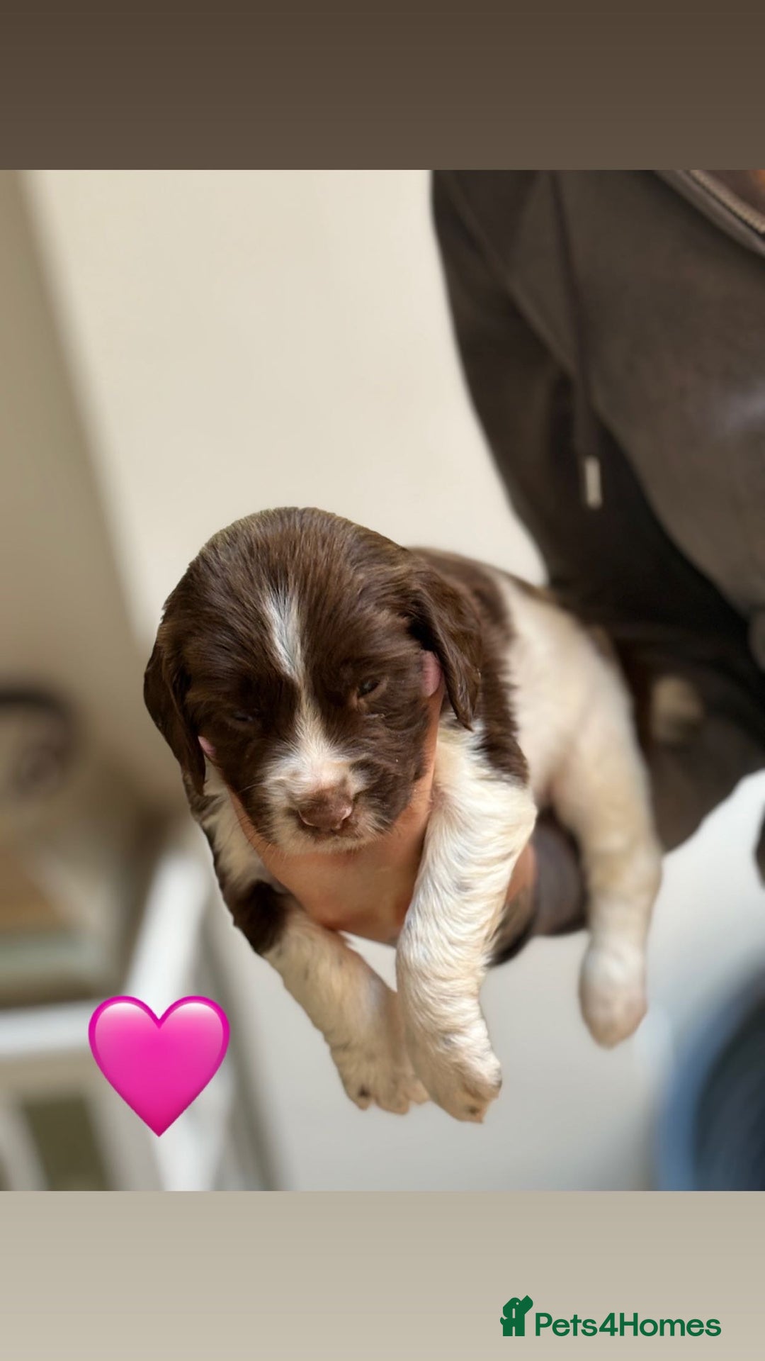 English Springer Spaniel dogs for sale: Traditional English Springer Spaniel Puppies - Image 7