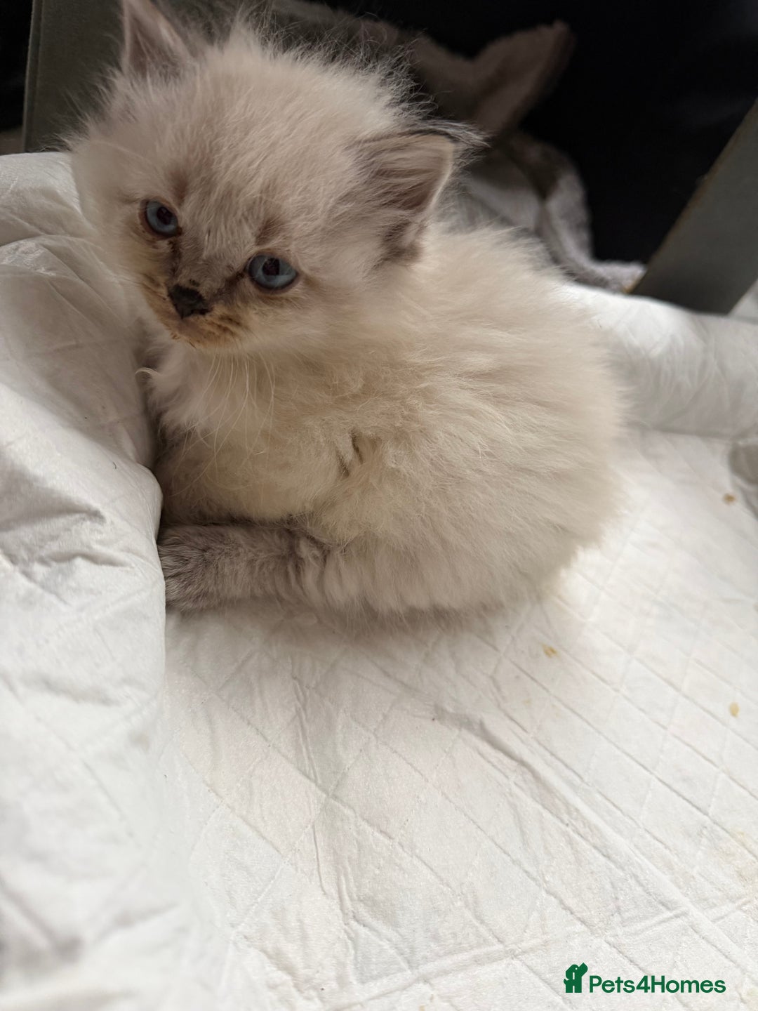 Mixed Breed cats for sale: Mixed breed Kittens - Advert 3