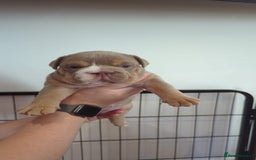 English Bulldog dogs for sale: Chunky English Bulldog Puppies  - Image 12