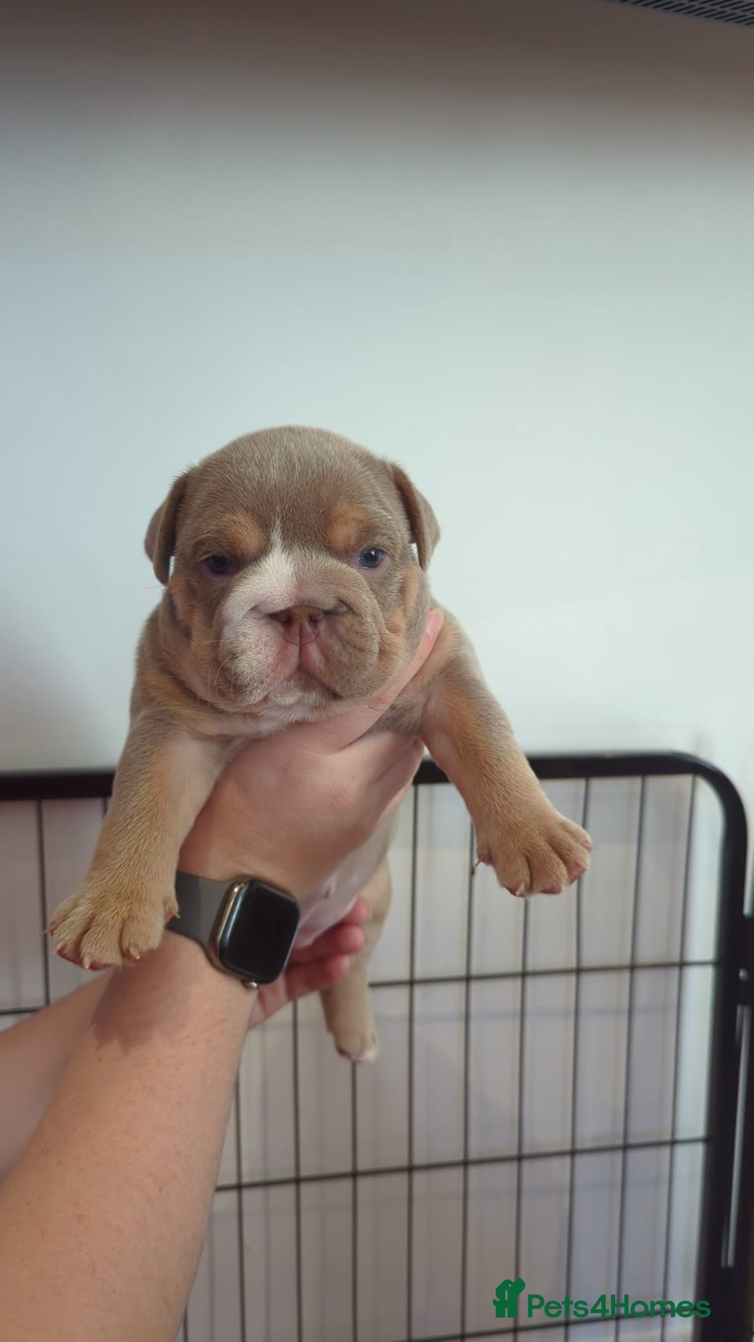 English Bulldog dogs for sale: Chunky English Bulldog Puppies  - Image 12