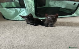 Domestic Shorthair cats for sale: Kittens  - Image 6