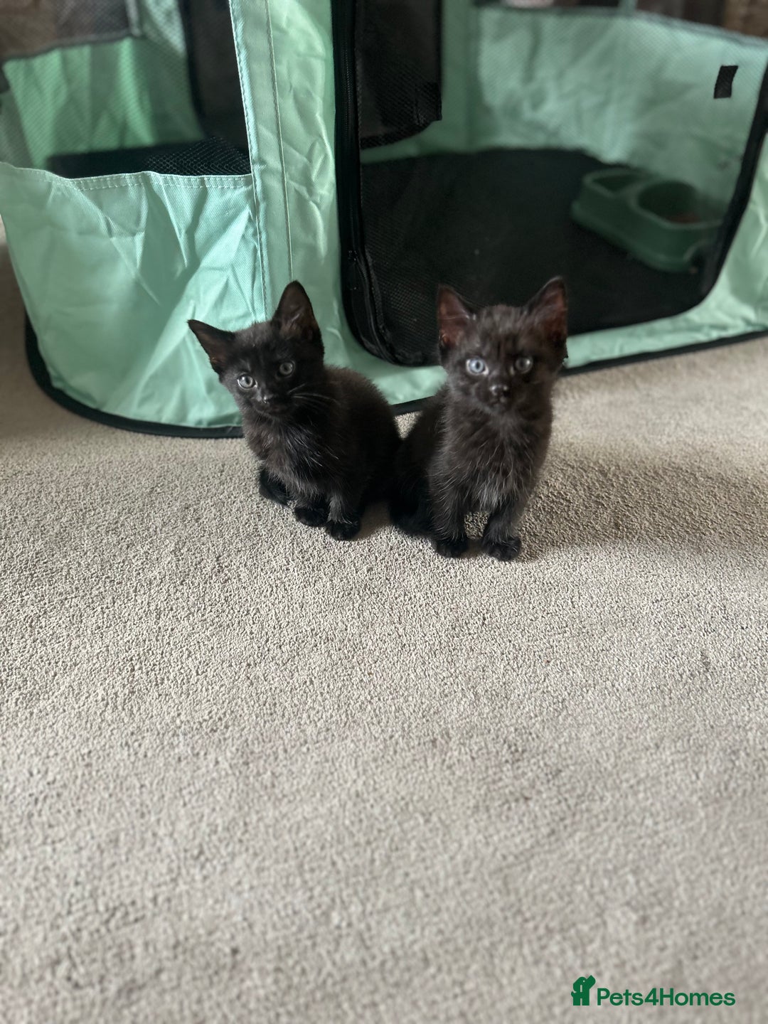 Domestic Shorthair cats for sale: Kittens  - Image 6