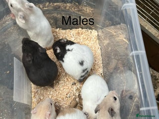 Hamster rodents Baby Syrian hamsters - Advert 18