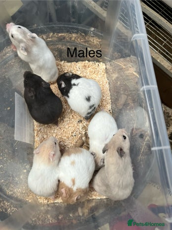 Hamster rodents - Advert 9