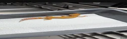 Gecko reptiles for sale: 6 Tangerine Trempers For Sale - Advert 5