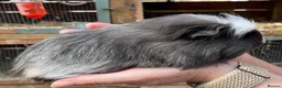 Guinea Pig rodents for sale: Baby guinea pigs  - Advert 12
