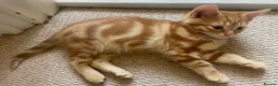 Mixed Breed cats for sale: Lovelo Ginger Kitten - Advert 6
