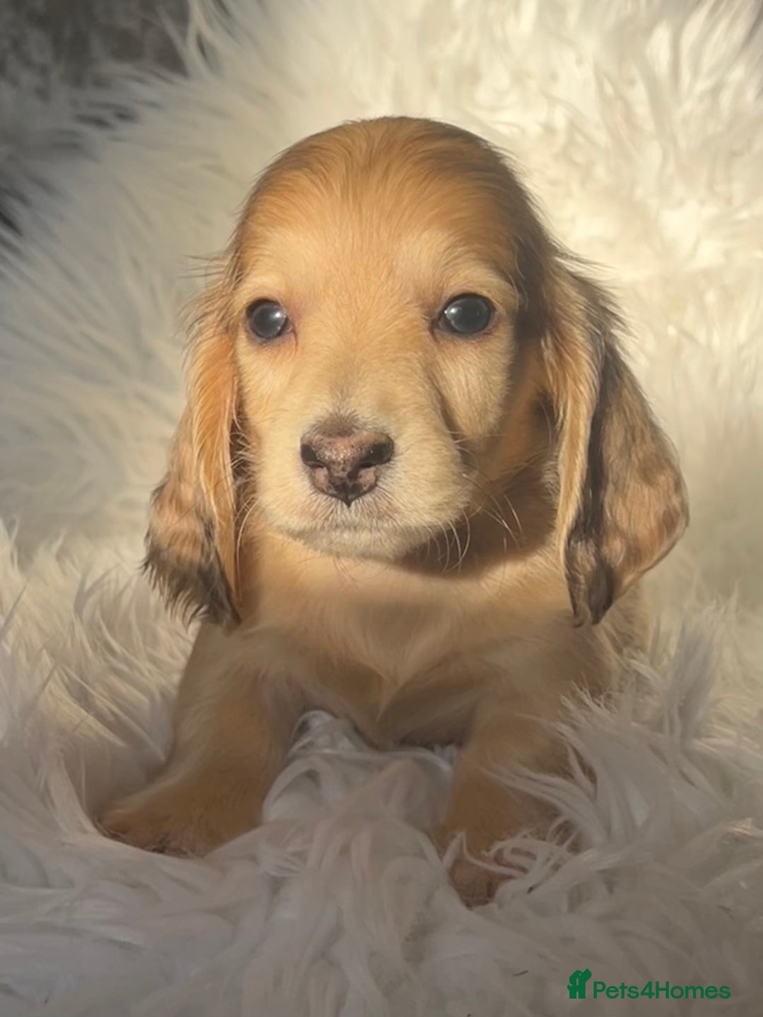 Dachshund dogs for sale: KC miniature long hair dachshunds for sale - Advert 16