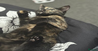Mixed Breed cats - Advert 5