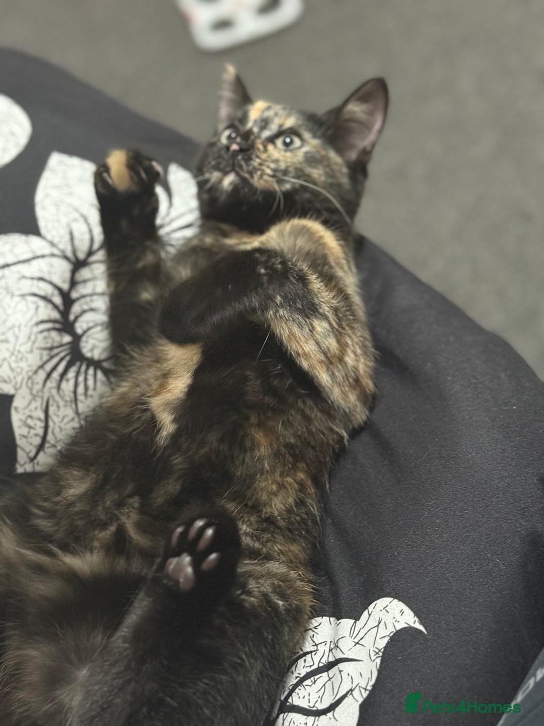 Mixed Breed cats for sale: Beautiful Persian x Russian blue kitten - Advert 3