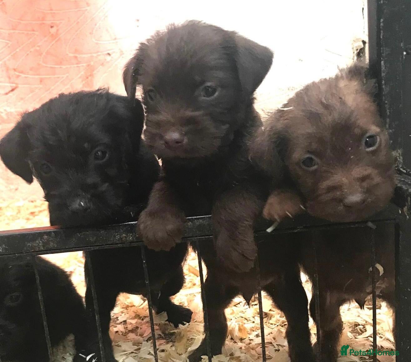 Patterdale Terrier dogs Patterdale terrier puppies  - Advert 4