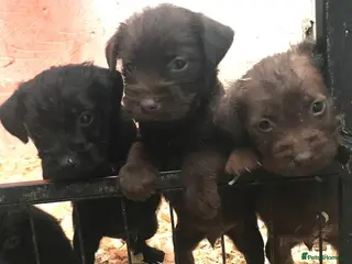 Patterdale Terrier dogs Patterdale terrier puppies - Advert 4