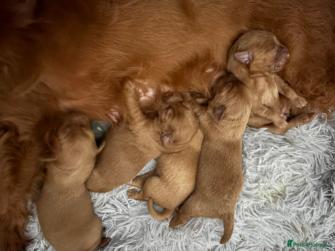 Labradoodle dogs for sale: Fully Health Tested Labradoodles F1B Deep Fox Red  - Advert 7