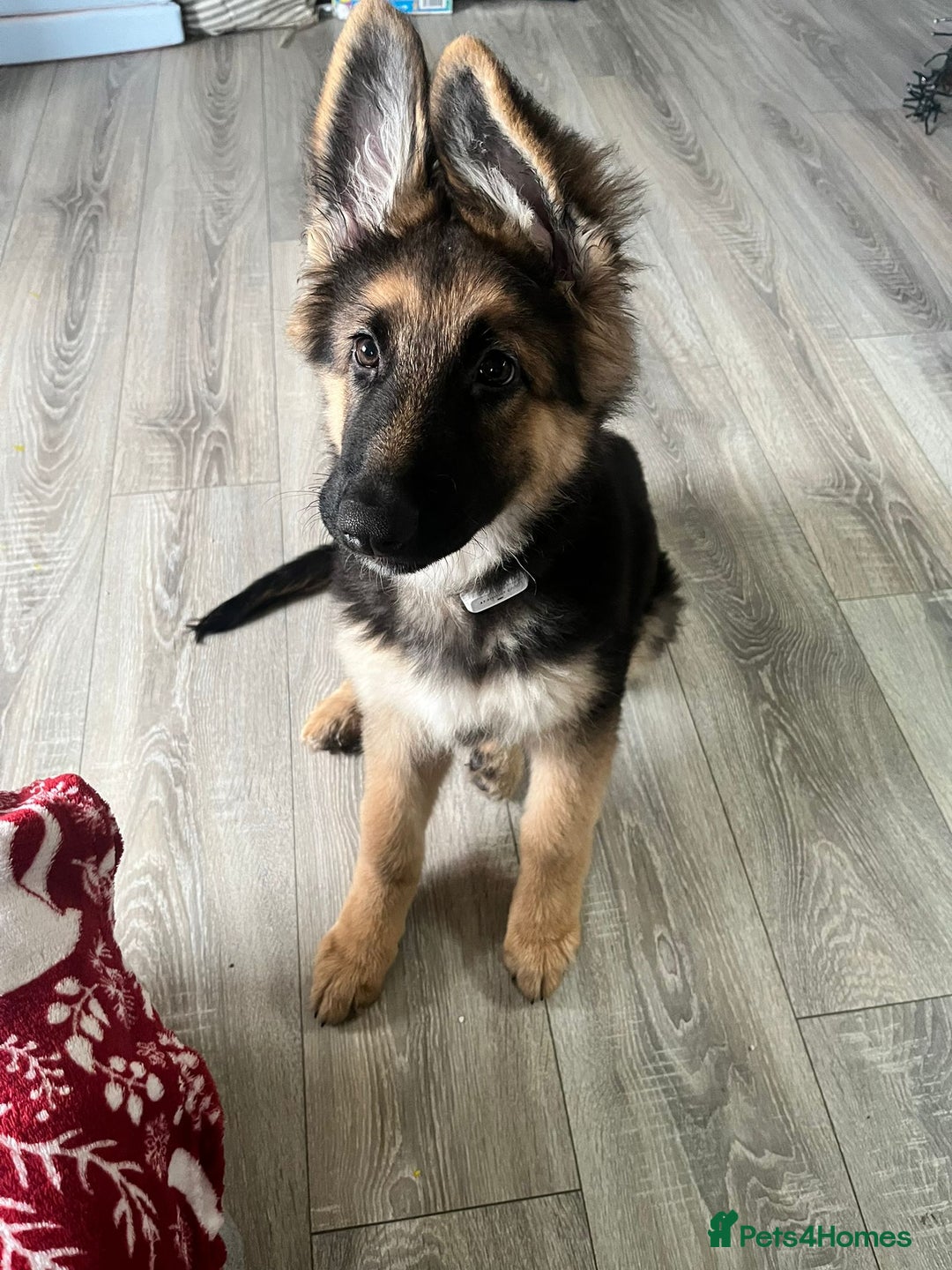 German Shepherd dogs for sale: Pure breed German shepherd for sale - Advert 3