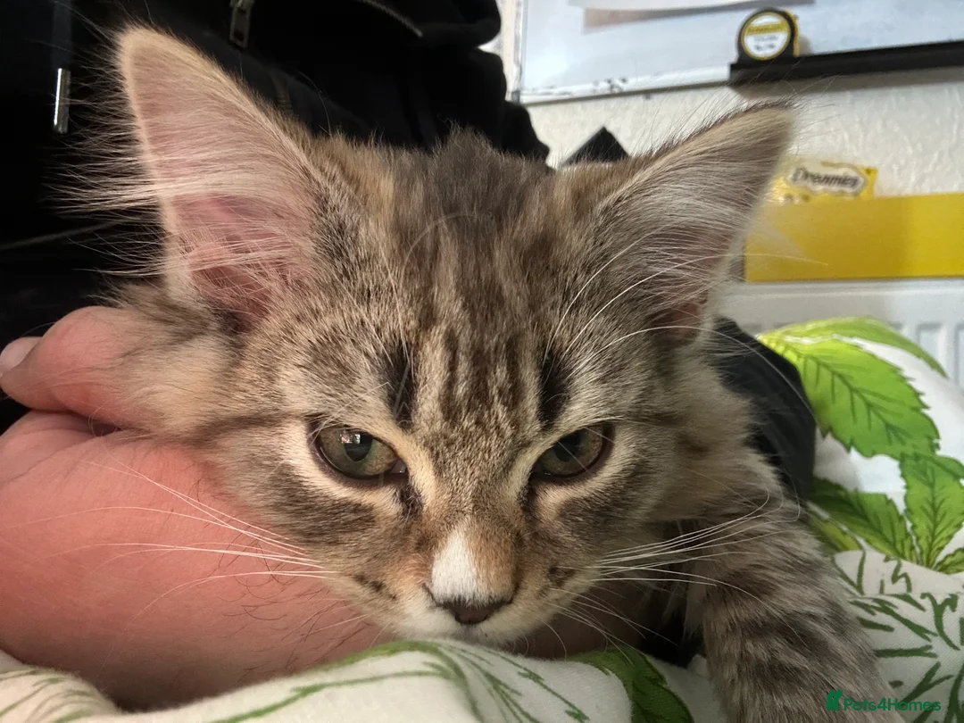 Mixed Breed cats for sale: Handsome petite mixed breed kitten for sale - Advert 6