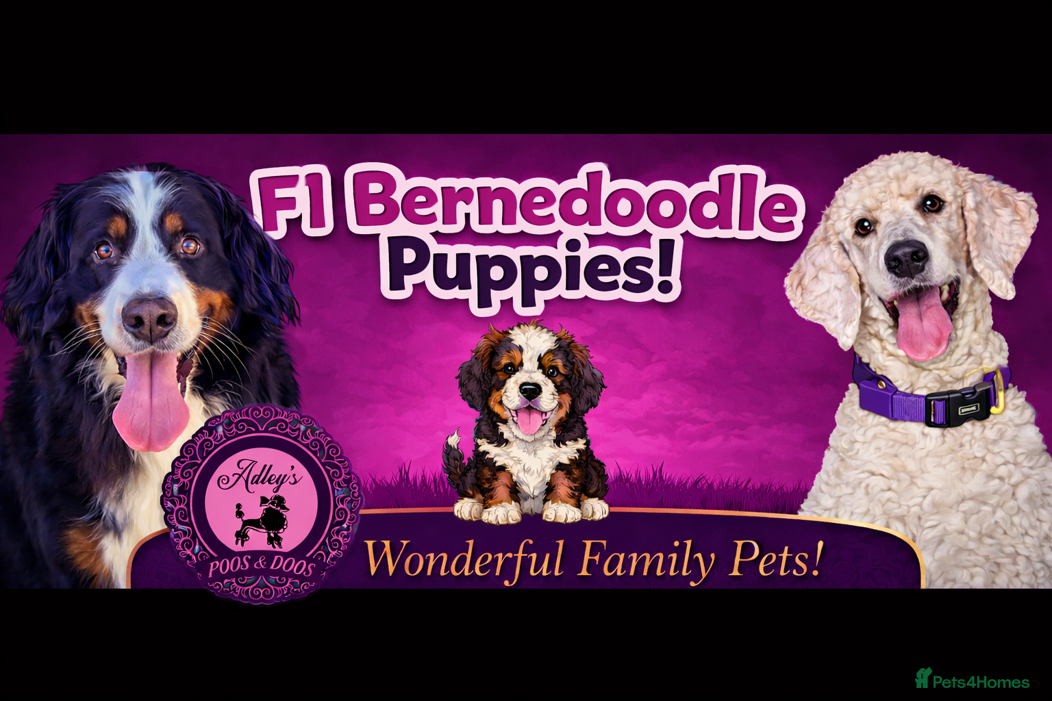 Bernedoodle dogs Quality F1 Bernedoodle pups - Advert 2