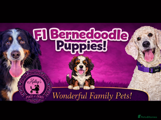 Bernedoodle dogs Quality F1 Bernedoodle pups - Advert 2