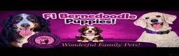 Bernedoodle dogs for sale: All currently reserved! Quality F1Bernedoodle pups - Advert 5