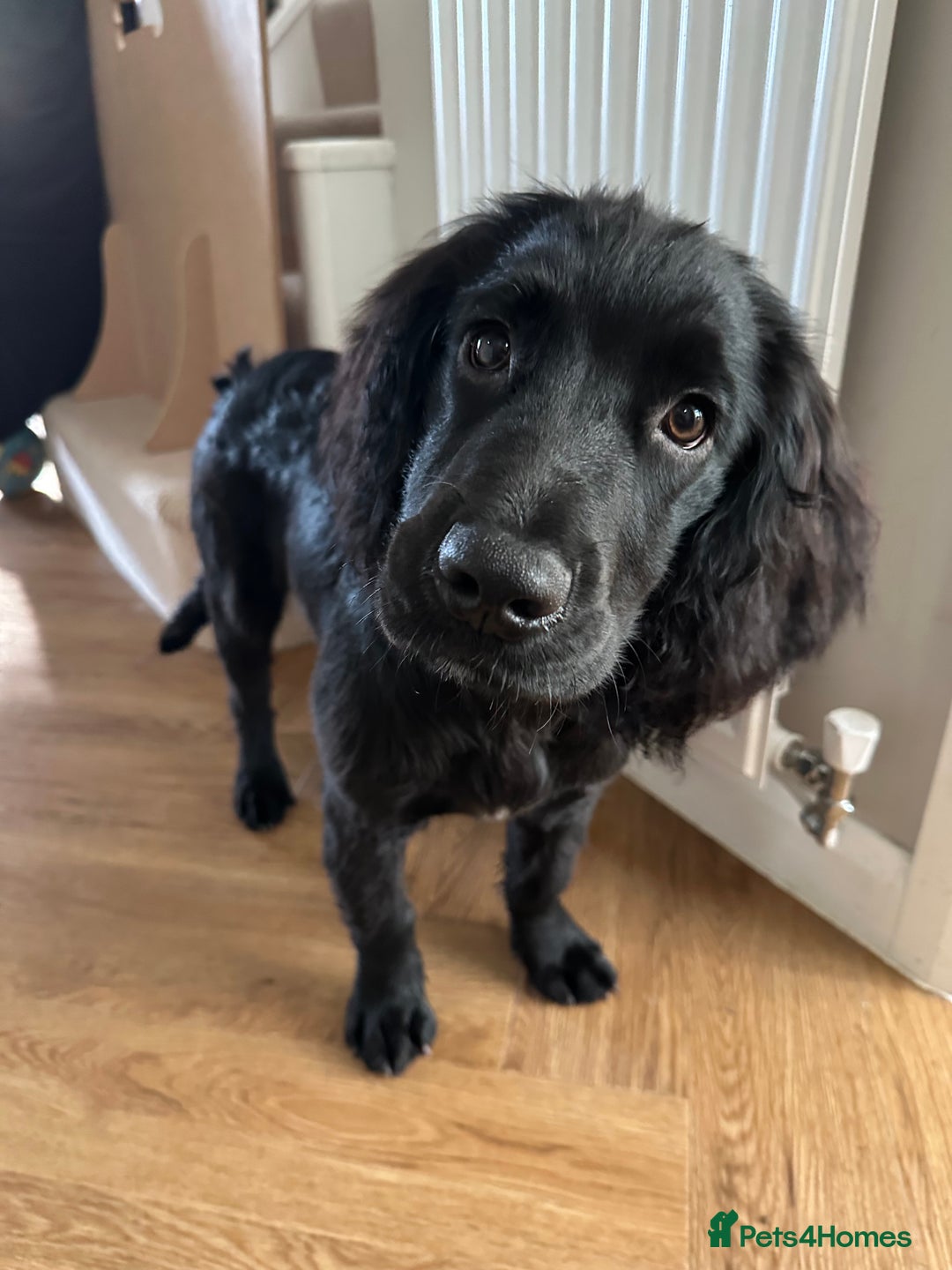 Cocker Spaniel dogs for sale: Looking for a loving home for 7 month old - Advert 2
