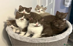British Shorthair cats for sale: BSH Kittens - Image 1