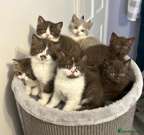 British Shorthair cats - Advert 1