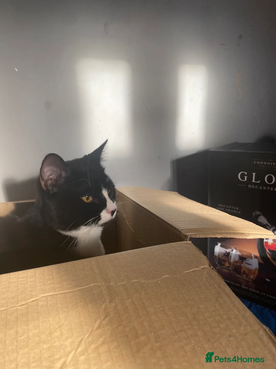 British Shorthair cats for sale: Tuxedo cat  in Leeds - Advert 6