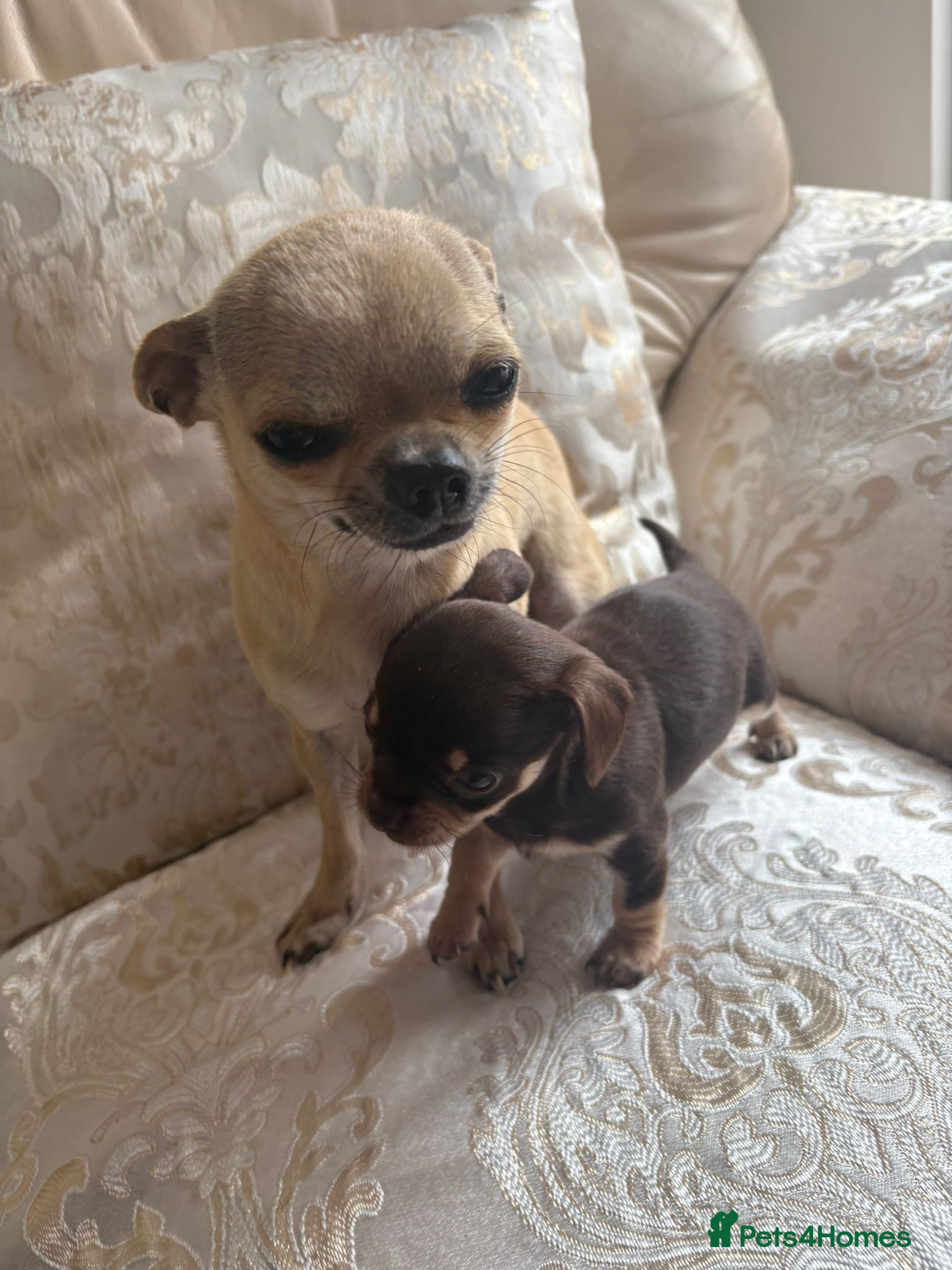 Chihuahua dogs Chihuahua puppies forsale only Girl puppy left - Advert 17