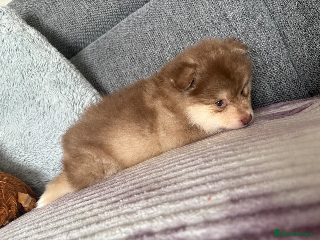 Pomeranian dogs for sale: Pomeranian Puppies - Advert 21