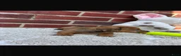 Dachshund dogs for sale: 5 gorgeous miniature dachshund puppy’s🐶 in Cullompton - Advert 4