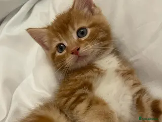 Mixed Breed cats Kittens ready now - Advert 9