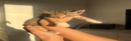Bengal cats for sale: Beautiful Half Bengal Kittens - Advert 28