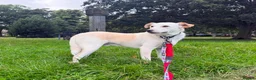 Sheprador dogs for sale: Dino Sweet & Gentle Labrador/German Shepherd Mix - Advert 3