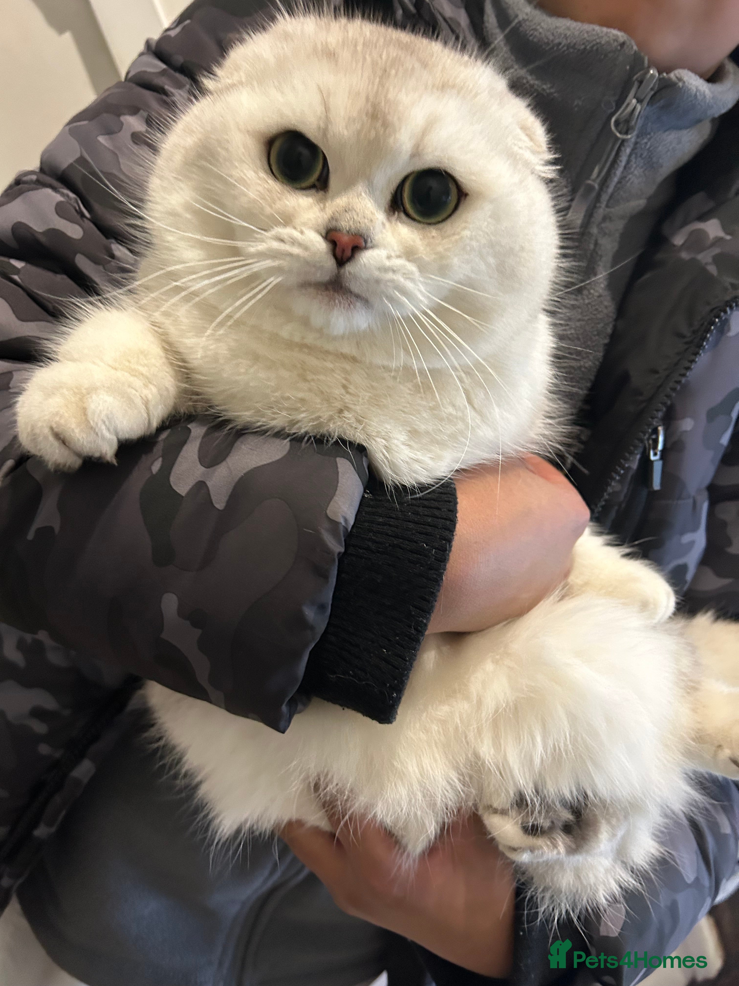 Scottish Fold cats Silver shaded Scottishfold male  - Advert 3