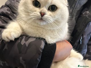 Scottish Fold cats Silver shaded Scottishfold male - Advert 3