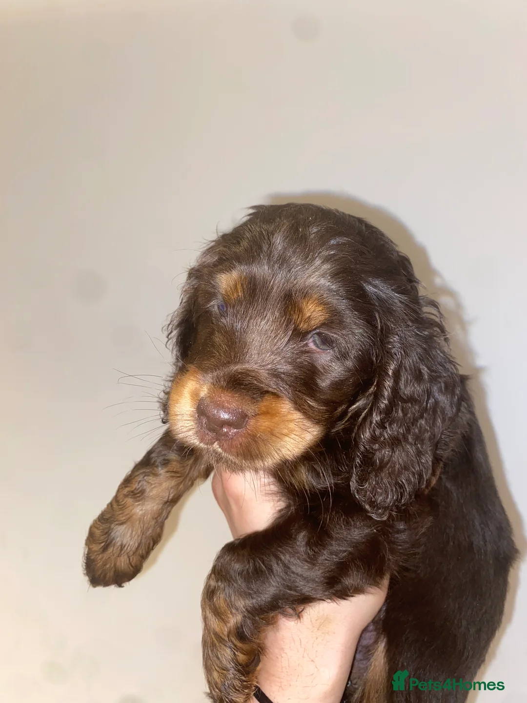 Miniature Dachshund dogs for sale: Long haired miniature dachshund puppies for sale  - Advert 7