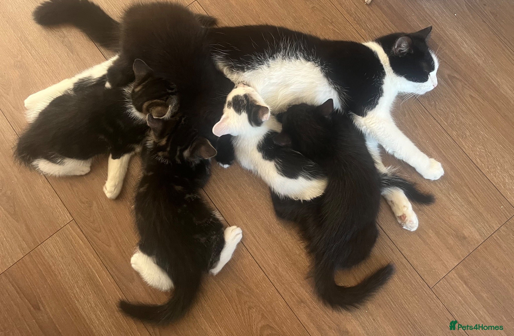 Mixed Breed cats Adorable Kittens Looking for Their Forever Homes - Advert 1