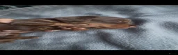 Miniature Dachshund dogs for sale: Miniature dachshund long haired  - Advert 7