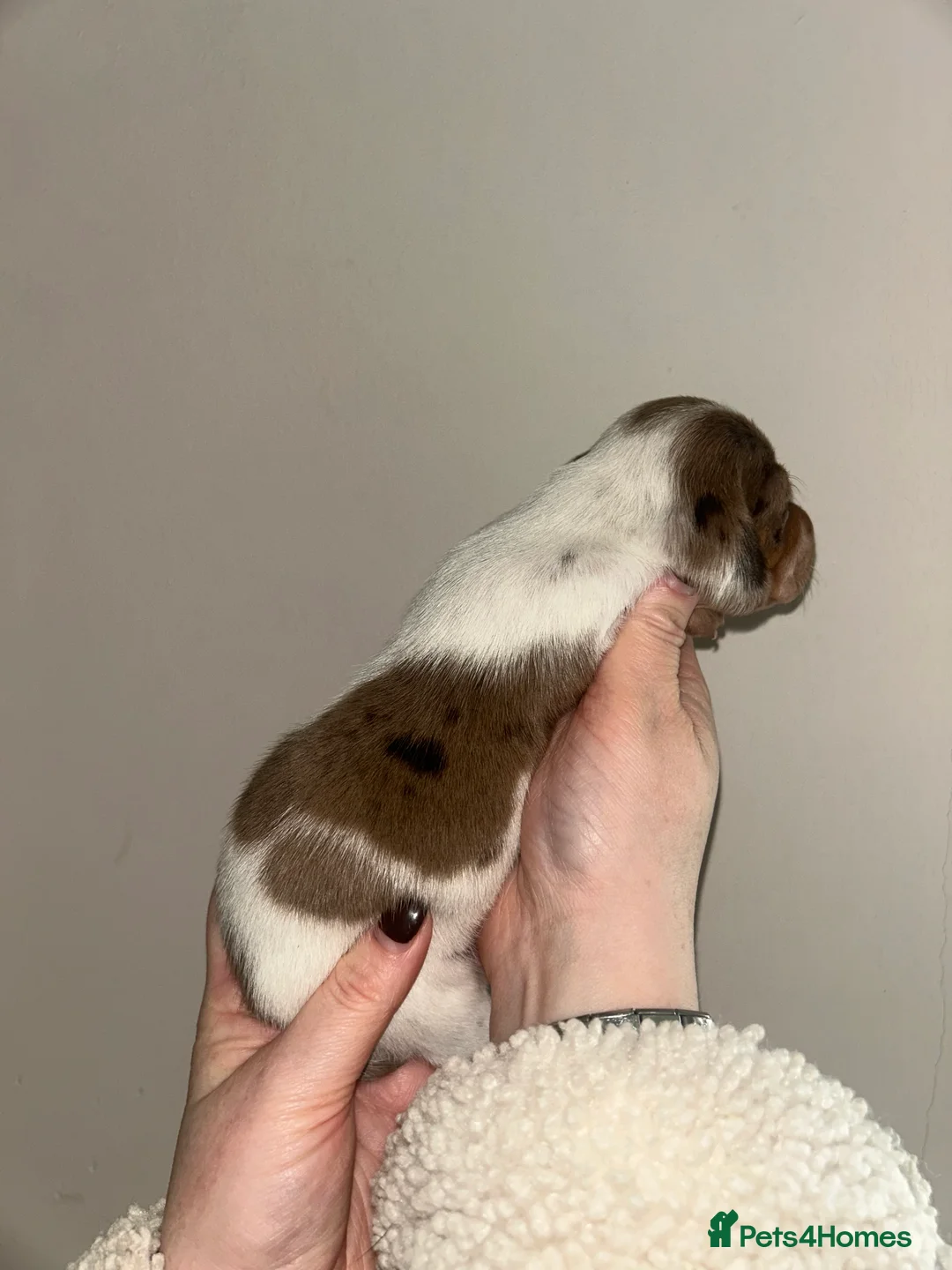 Miniature Dachshund dogs for sale: KC Registered Miniature Smooth Dachshund Puppies   - Advert 8