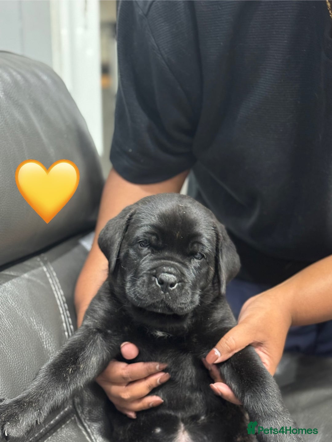 Cane Corso dogs for sale: Chunky Cane Corso Cross Pups – Ready Next Week! - Image 7