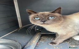 Mixed Breed cats for sale: Mixed breed kittens for sale - Image 5