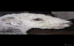 Bedlington Terrier dogs for stud: Bedlington terrier for stud  - Image 2