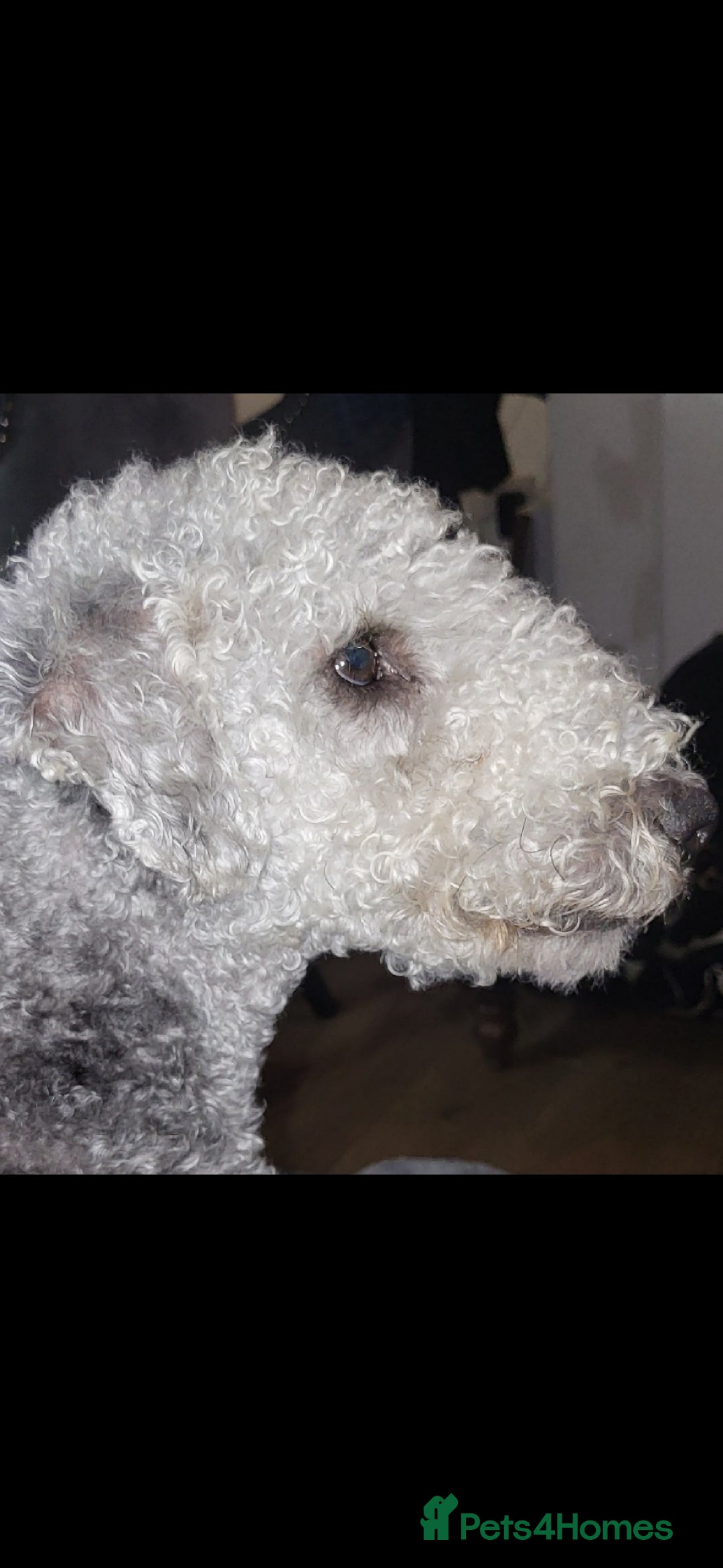 Bedlington Terrier dogs for stud: Bedlington terrier for stud  - Image 2